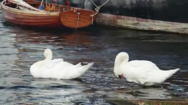 Een Paar Sierlijke Zwanen Tegen Achtergrond Van Een Vastgebonden Schommelboot — Stockvideo