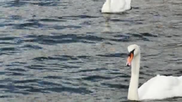 一对优雅的天鹅在海里游泳 — 图库视频影像