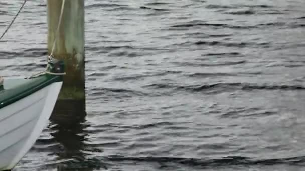 Ein Paar Schöne Schwäne Vor Dem Hintergrund Eines Gebundenen Schaukelbootes — Stockvideo