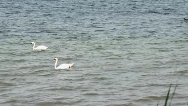 Pair Swans Swim Sea Waves Ducks Distance Slow Motion — Stock Video
