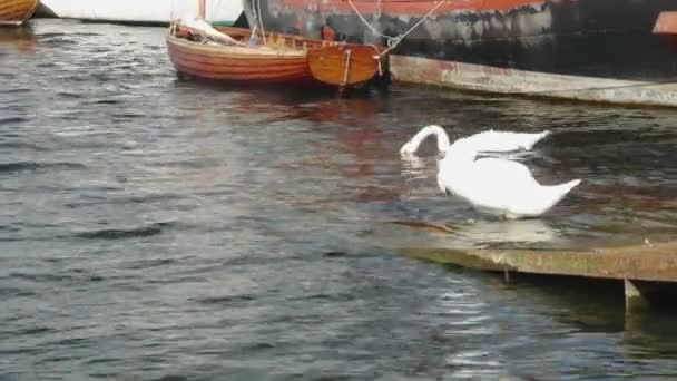 結ばれたボートの背景に白いスワンのペア — ストック動画