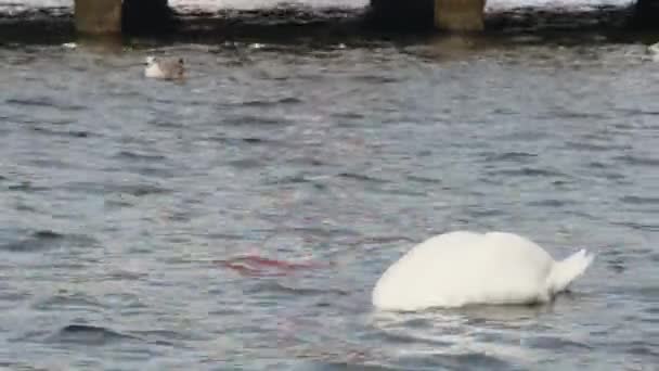 港の白鳥が 食料を探す水に頭を突っ込む — ストック動画