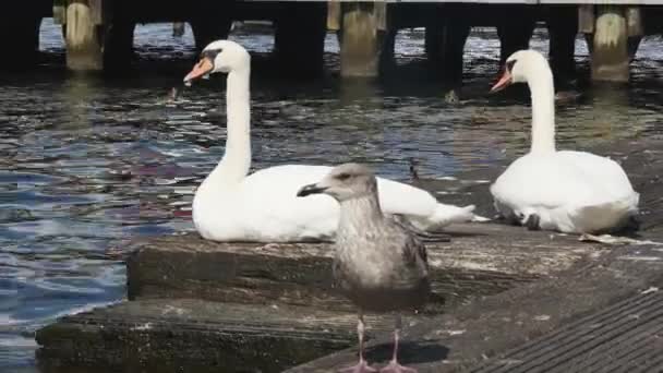 Pair White Swans Resting Wooden Staircase Harbor Seagulls — Stock Video