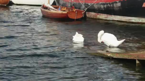 Par Cisnes Blancos Sobre Fondo Barco Balancín Atado — Vídeo de stock