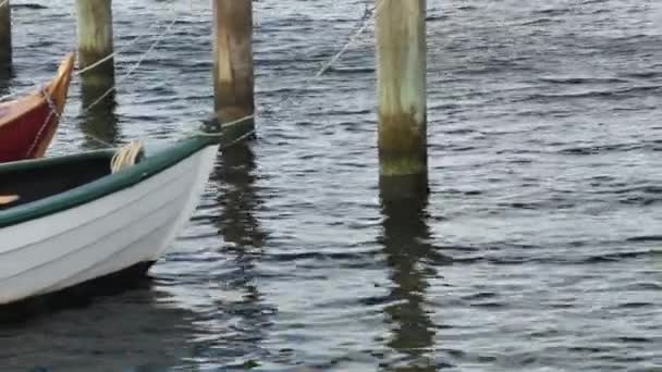 Dilsiz Kuğu Tüylerini Bağlı Bir Teknenin Arka Planında Temizler — Stok video