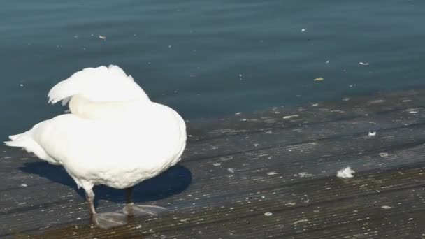港の水の中の木の梯子の上に休んでいる優雅な白鳥 — ストック動画