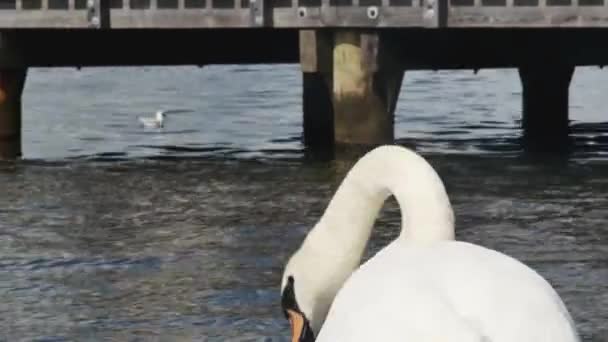 Close Cisne Branco Lançando Água Partir Uma Escada Madeira Porto — Vídeo de Stock