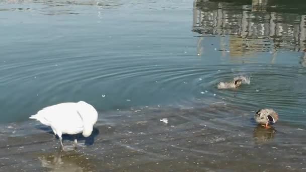 天鹅躺在靠近鸭子的水里的木梯子上 — 图库视频影像