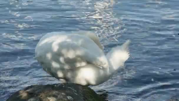 白い白鳥は大きな海の石の近くで羽をきれいにする — ストック動画