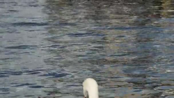 Cisne Branco Desceu Para Água Uma Escada Madeira Porto Vista — Vídeo de Stock