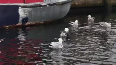  Yetişkin ve genç martılar şehrin setin kıyısında yüzerler ve onlara atılan yiyecekleri yakalarlar.