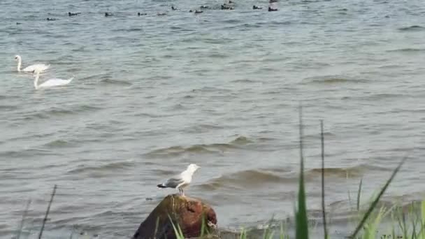 Seekor Burung Camar Bersandar Atas Batu Besar Laut Dengan Latar — Stok Video