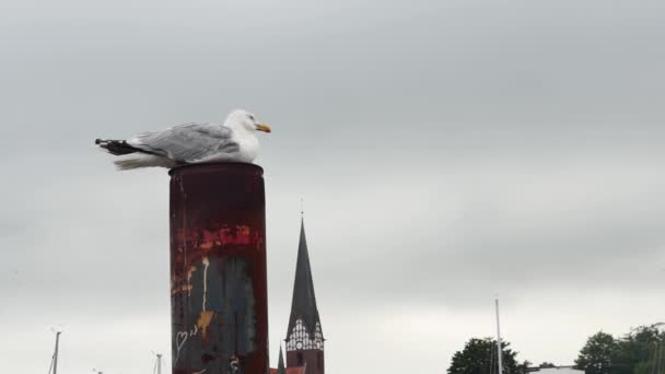 一只白色的海鸥栖息在一座古老教堂背景下生锈的柱子上 — 图库视频影像