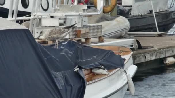 Eine Junge Möwe Steht Auf Dem Rücken Eines Festgemachten Bootes — Stockvideo