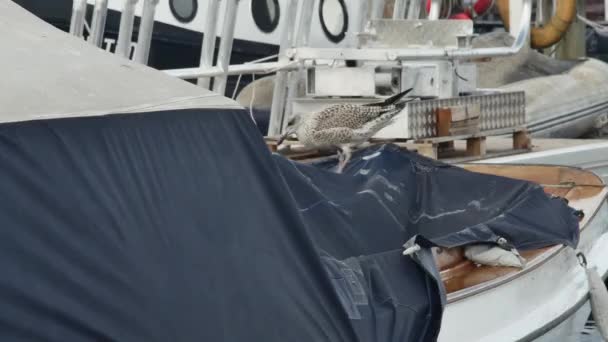 ピアのボートの上に立っている間 若いサガルはその足で自分自身を傷つけます — ストック動画