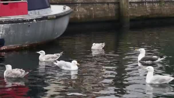 Burung Burung Camar Dewasa Dan Muda Berenang Dekat Perahu Nelayan — Stok Video