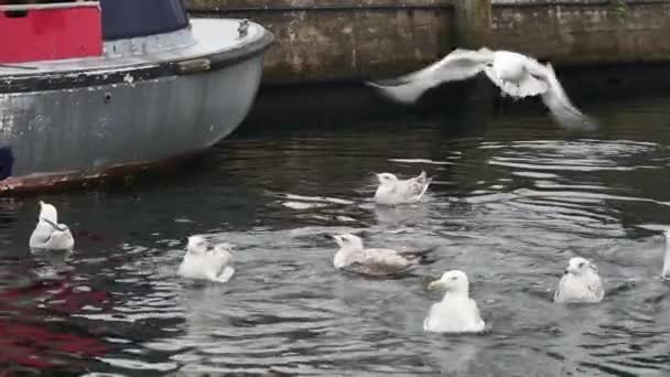 大人と若いシーガルは釣りのボートの近くで泳ぎ 彼らに投げられた食べ物を捕まえ ゆっくり動く — ストック動画