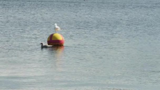Adult Seagull Rests Buoy Its Chick Swims Nearby — Stock Video