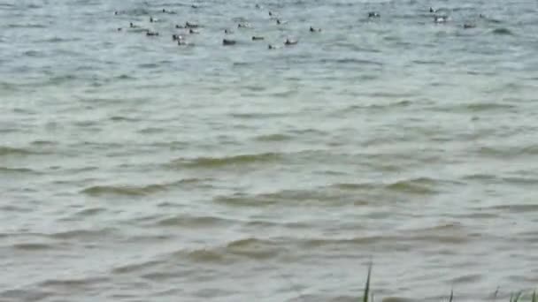 Patos Nadando Mar Una Gaviota Descansando Sobre Una Gran Piedra — Vídeos de Stock