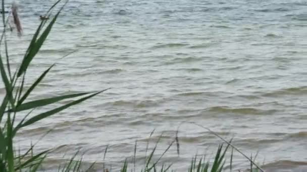 Ducks Swimming Sea White Seagull Resting Large Stone Shore — Stock Video