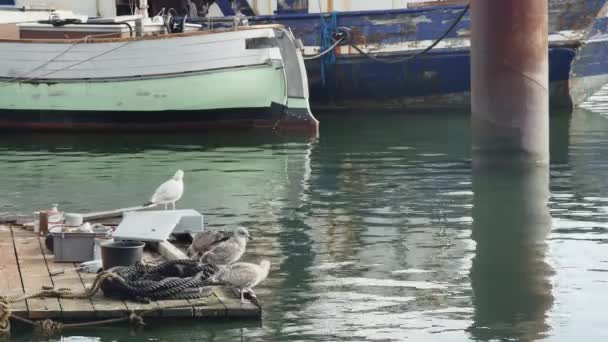 Martılar Küçük Yüzen Bir Ahşap Platformda Dinleniyorlar Çapalı Gemilerin Arka — Stok video
