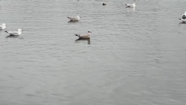 Burung Burung Camar Muda Dan Dewasa Berenang Laut Yang Tenang — Stok Video