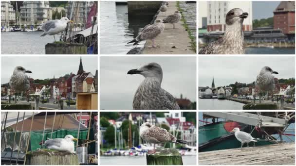 Video Collage Seagulls Harbor Backdrop City Landscape — Stock Video