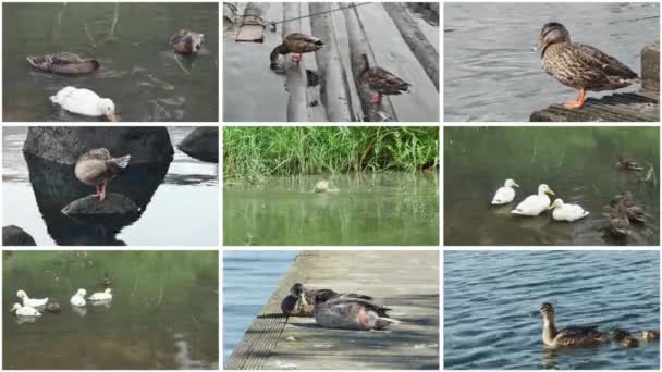 Videocollage Mit Stockenten Einem Teich Und Küstennähe — Stockvideo