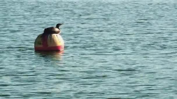 在海里的一个摆动的球状浮标上休息的软体动物 — 图库视频影像