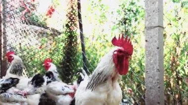 Horoz köydeki tavuk kümesinin avlusuna kümes hayvanları bırakıyor.