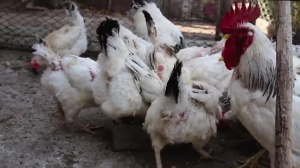 家养的小鸡在鸡舍里啄食谷粒和玉米 — 图库视频影像