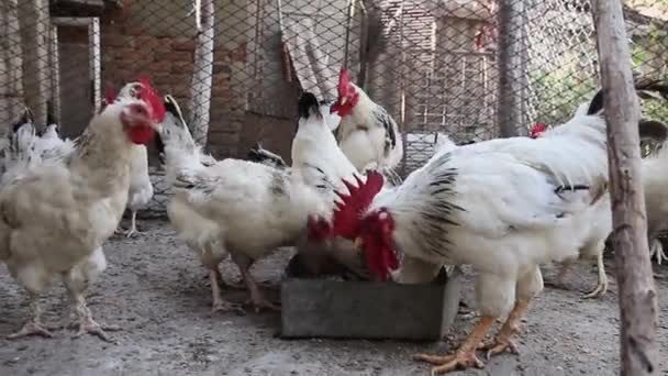 鸡舍院子里的家养母鸡和公鸡啄食 — 图库视频影像