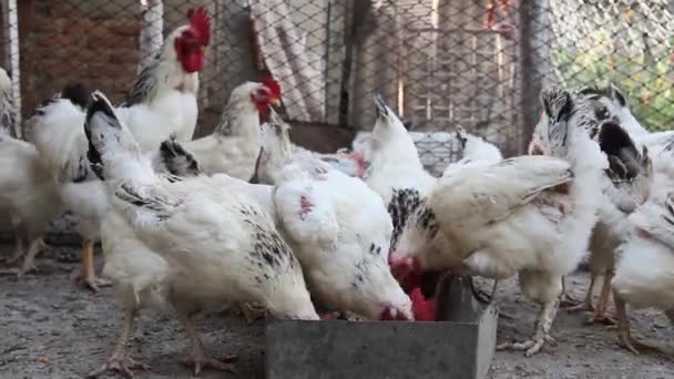 家养的白色母鸡在鸡舍院子里啄食谷粒和玉米 — 图库视频影像