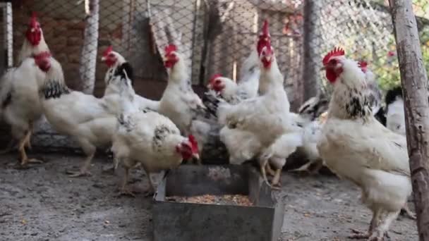 家养母鸡在村子里鸡舍的院子里啄食 — 图库视频影像