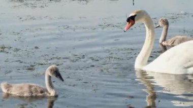Küçük kuğulu bir aile baharda çimenli bir gölde yüzer.