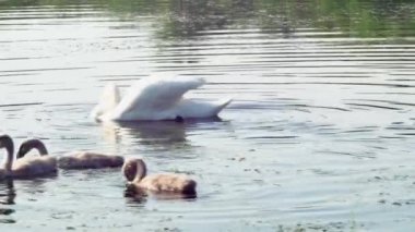  Küçük kuğuları olan bir kuğu ailesi baharda çimlerle kaplı bir gölde yüzer.