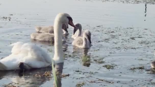 Una Familia Cisnes Mudos Nada Lago Primavera — Vídeos de Stock