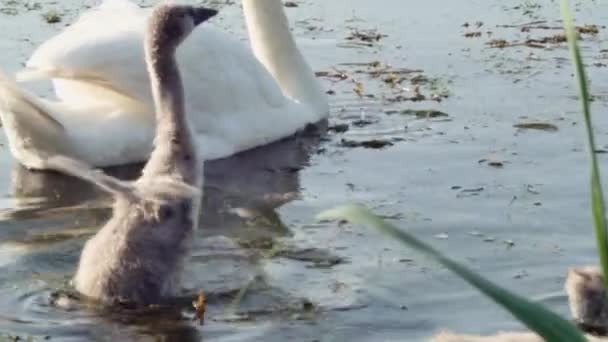 Una Familia Cisnes Nada Lago Mayo — Vídeos de Stock