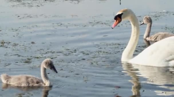 Eine Schwanenfamilie Mit Kleinen Schwänen Schwimmt Einem Quellsee Mit Gras — Stockvideo