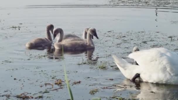 春の湖で泳いでいるスワンの家族は — ストック動画