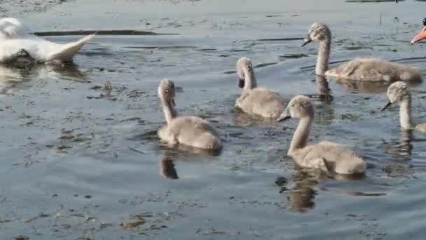 Een Familie Van Zwanen Met Kleine Zwanen Zwemt Een Bronmeer — Stockvideo