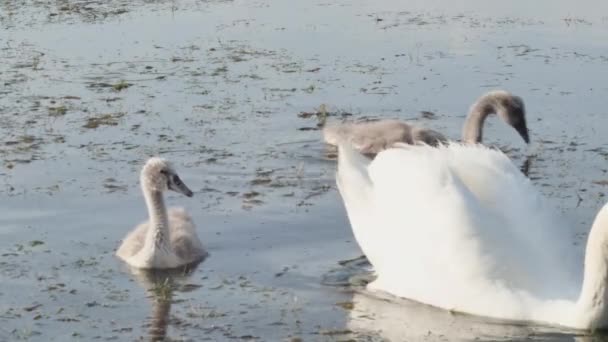 Μια Οικογένεια Βουβών Κύκνων Κολυμπά Μια Ανοιξιάτικη Λίμνη Γρασίδι — Αρχείο Βίντεο