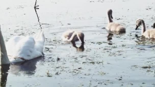 若いスワンを持つスワンの家族は草で育った池で泳いでいます — ストック動画