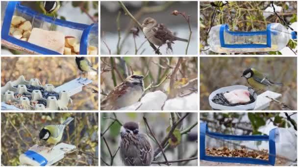 Video Collage Life Sparrows Tits Tits Eat Homemade Feeders Concept — Vídeos de Stock