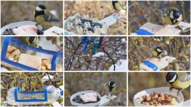 Tits eat from homemade feeders. Concept of caring for birds in the cold season