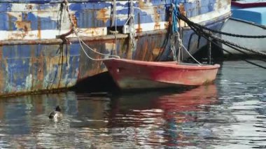  Limanda paslı bir geminin kenarına bağlı kırmızı bir teknenin yanından geçen bir yaban ördeği.