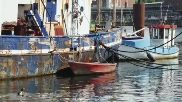 フレンズバーグ ドイツ 2023年7月26日 マラードは港の錆びた船の側面に結ばれた赤いボートの近くで泳いでいます — ストック動画