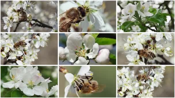 Mel Abelha Coleta Pólen Flores Brancas Primavera Uma Árvore Fruto — Vídeo de Stock