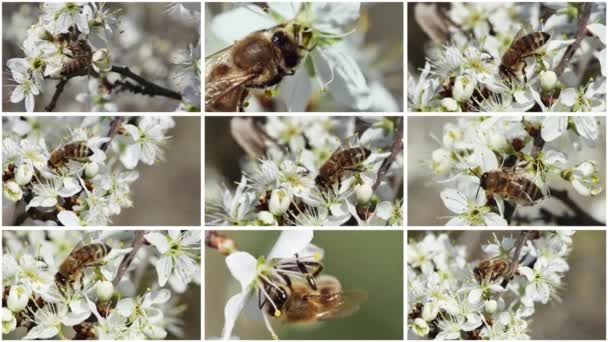 蜜蜂从果树的白色花朵中采集花粉 视频拼贴 — 图库视频影像