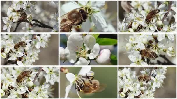 蜜蜂从果树的白色春花中采集花粉 视频拼贴 — 图库视频影像